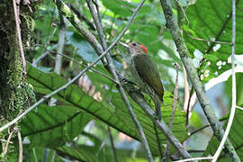 Elliot's Woodpecker