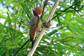 Kaempfer's Woodpecker