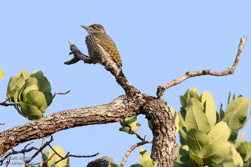 Green-backed Woodpecker female adult, habitat