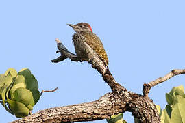 Green-backed Woodpecker