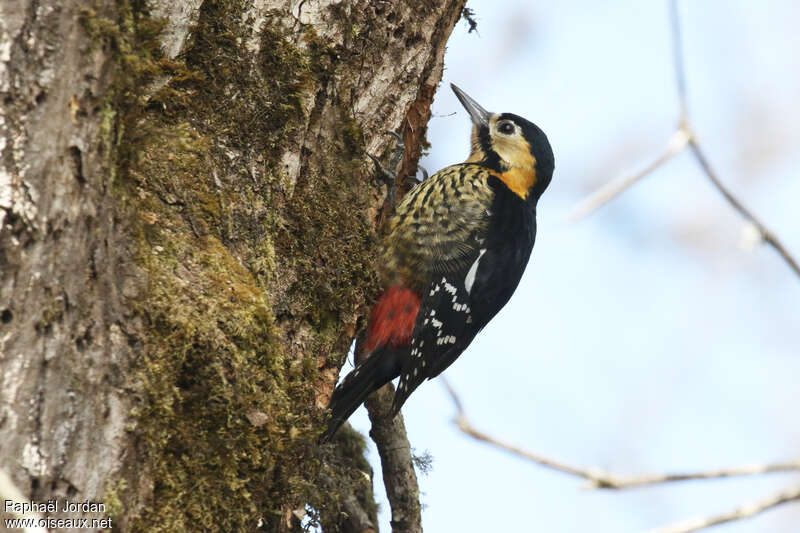 Darjeeling Woodpecker female adult breeding