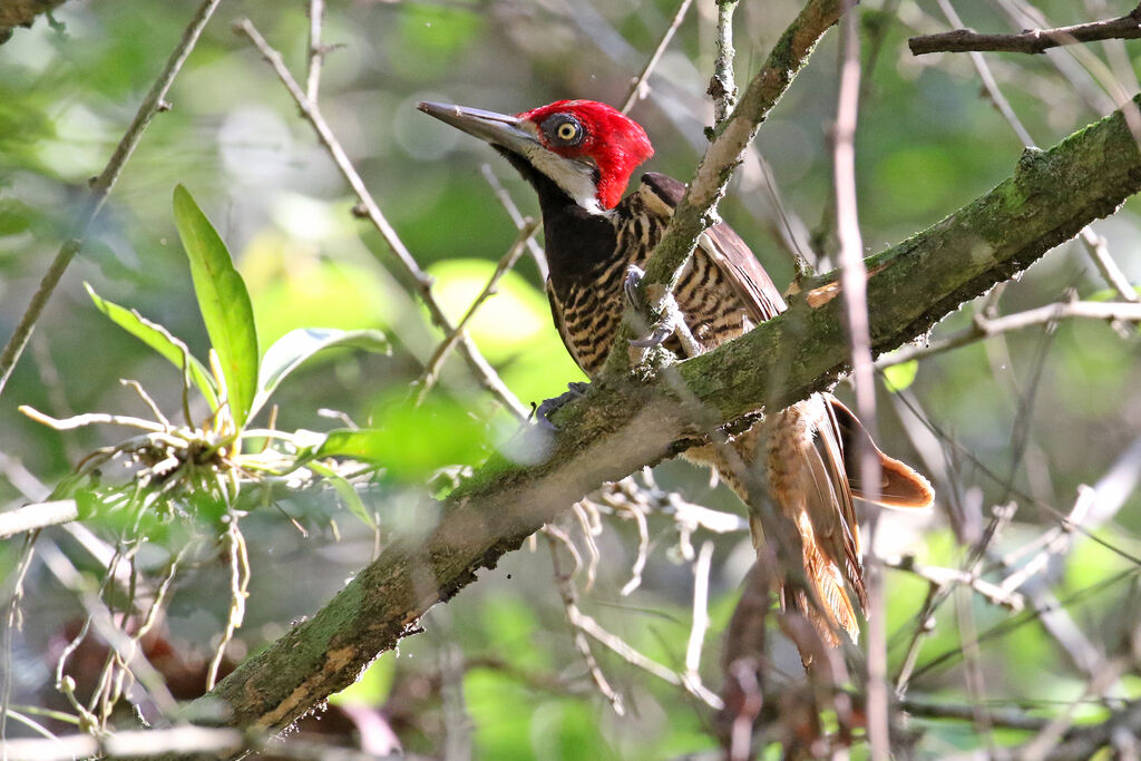 Guayaquil Woodpecker female adult