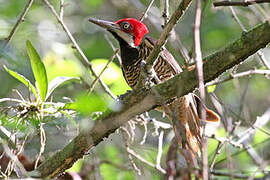 Guayaquil Woodpecker