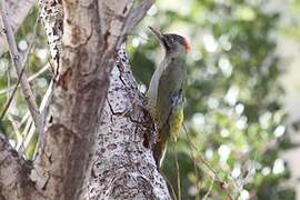 Levaillant's Woodpecker