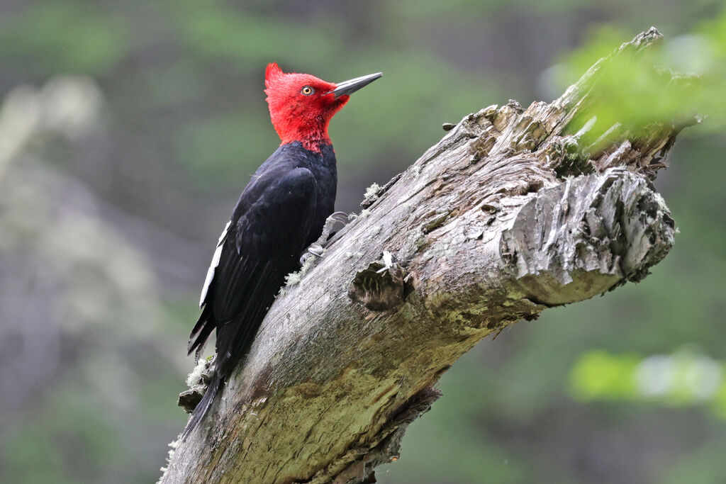 Magellanic Woodpecker male adult