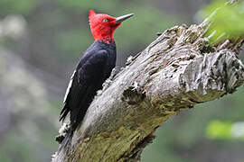 Magellanic Woodpecker