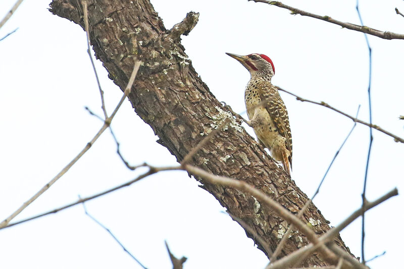 Speckle-throated Woodpecker male adult