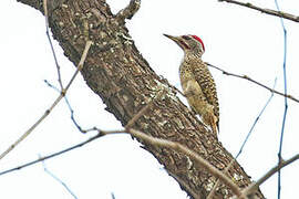 Speckle-throated Woodpecker