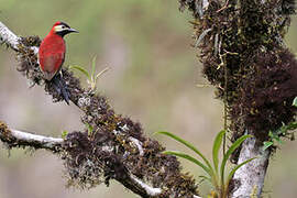 Crimson-mantled Woodpecker