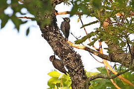 Stierling's Woodpecker