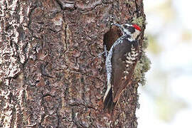 Strickland's Woodpecker