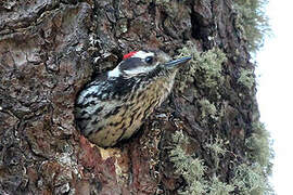 Strickland's Woodpecker