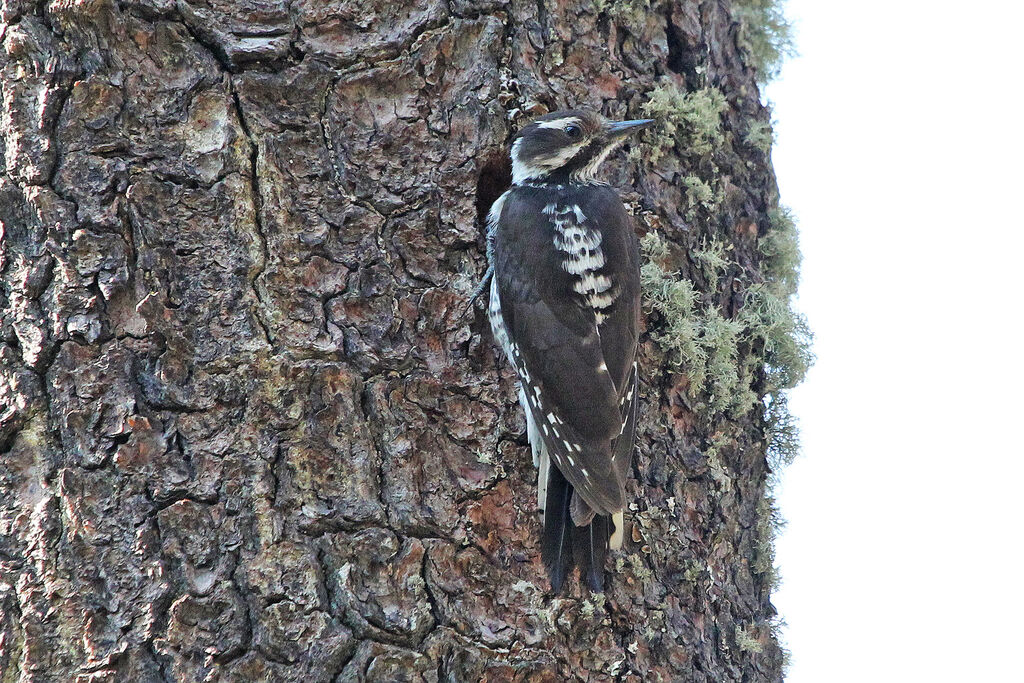 Strickland's Woodpecker female adult, Reproduction-nesting