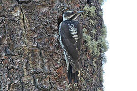 Strickland's Woodpecker