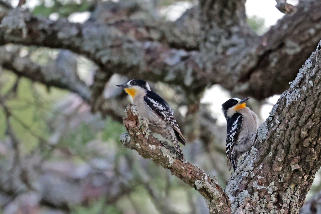 White-fronted Woodpeckeradult