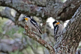 White-fronted Woodpecker