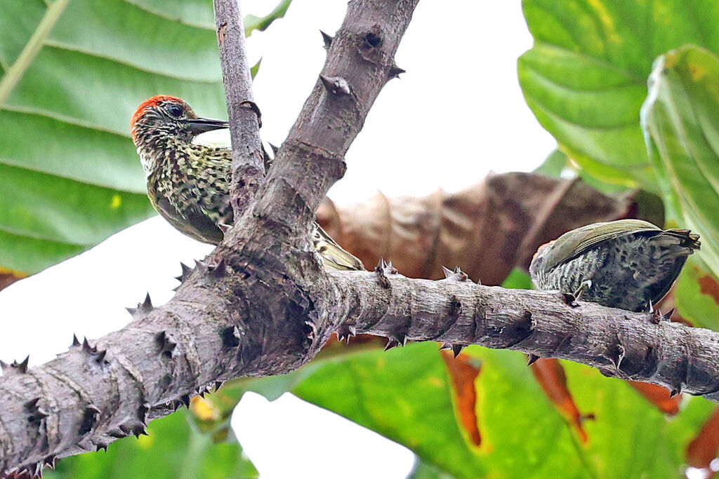 Gabon Woodpecker male adult