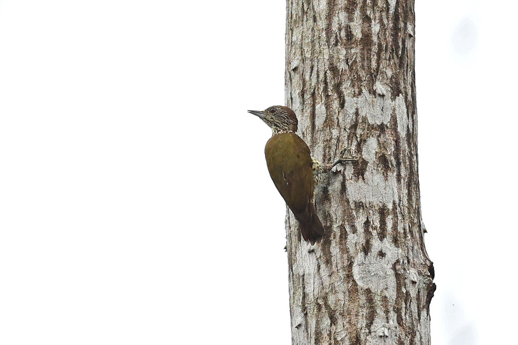 Gabon Woodpecker female adult