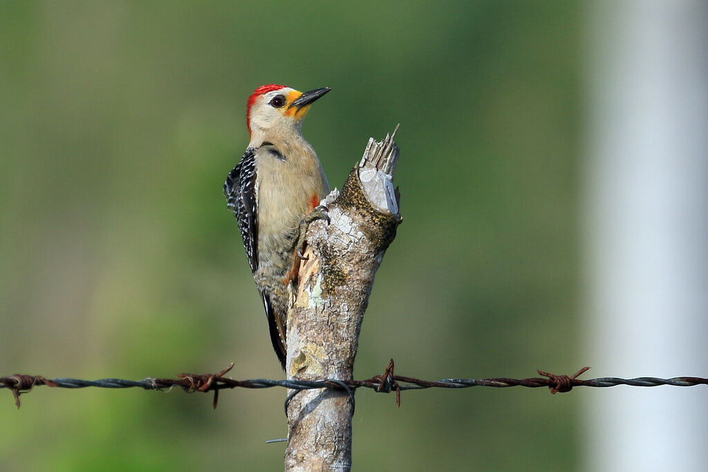 Yucatan Woodpecker