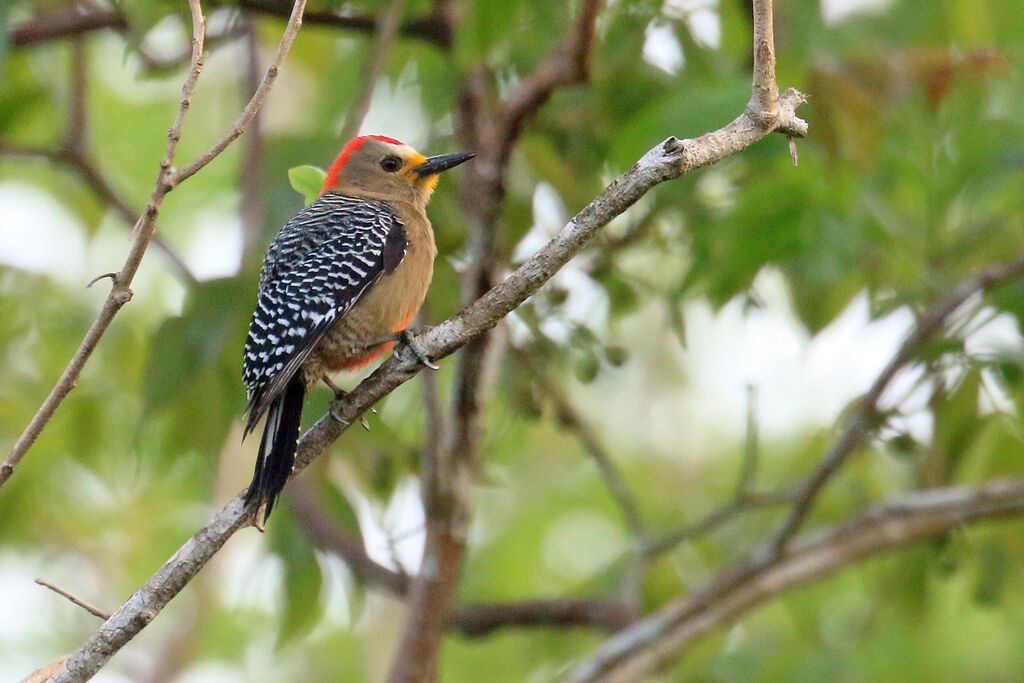 Yucatan Woodpecker male adult