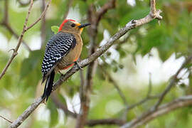 Yucatan Woodpecker