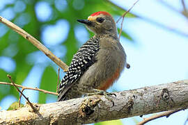 Yucatan Woodpecker