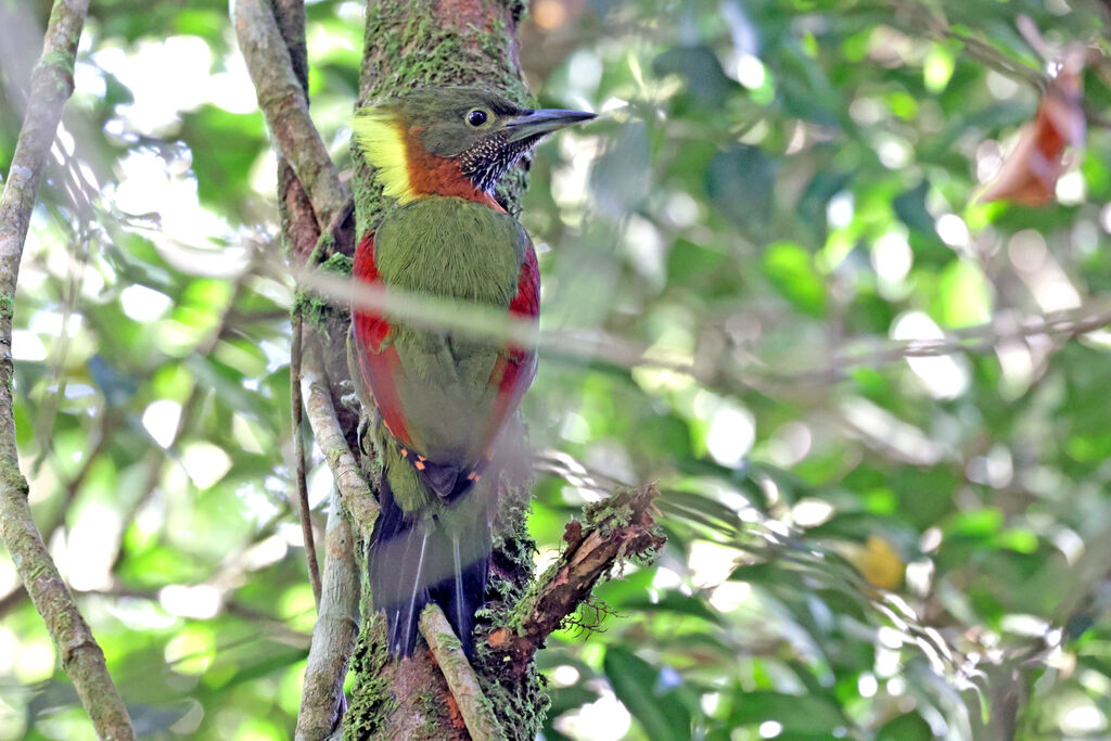 Checker-throated Woodpecker