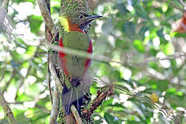 Checker-throated Woodpecker