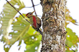 Crimson-winged Woodpecker