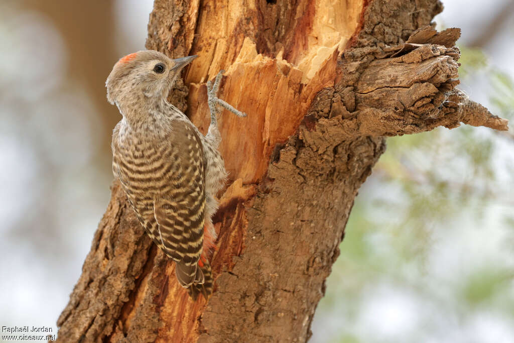 Little Grey Woodpecker male immature