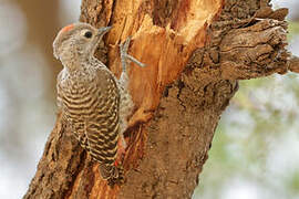 Little Grey Woodpecker