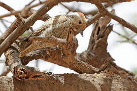 Little Grey Woodpecker