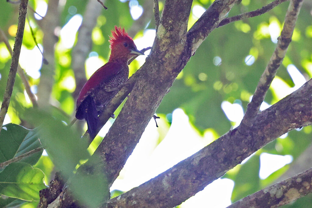 Banded Woodpecker
