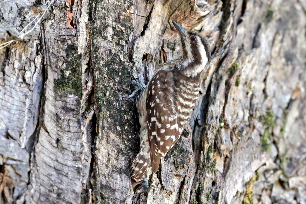 Sunda Pygmy Woodpecker