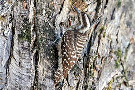 Sunda Pygmy Woodpecker