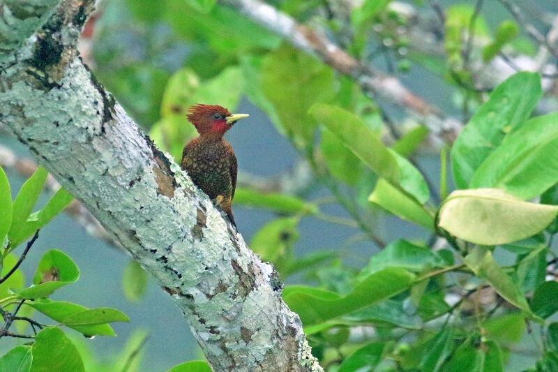 Waved Woodpecker male adult, identification