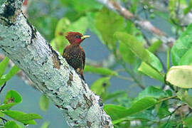 Waved Woodpecker