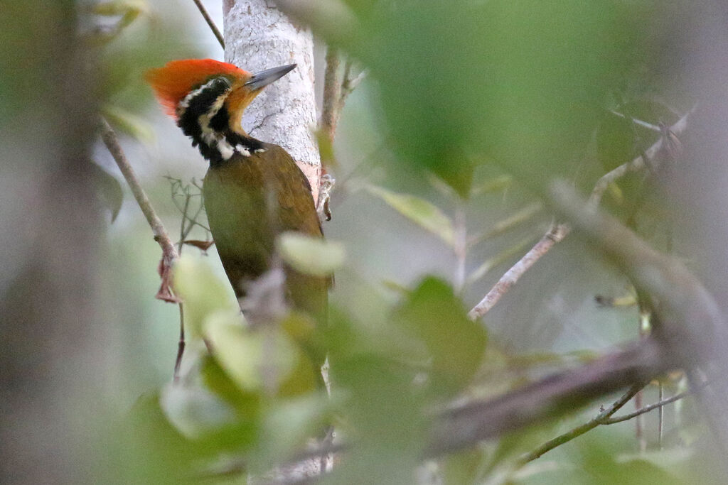 Olive-backed Woodpecker male adult