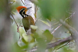 Olive-backed Woodpecker