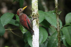 Maroon Woodpecker