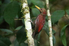 Maroon Woodpecker