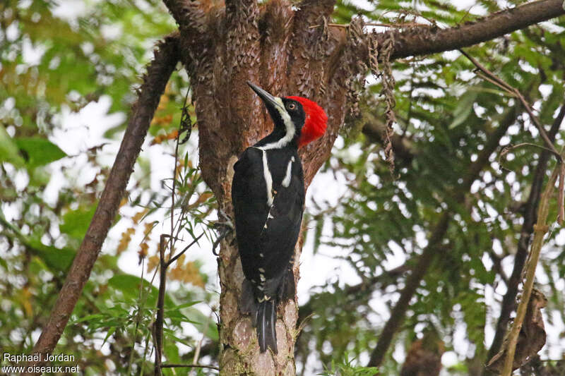 Powerful Woodpecker male adult, pigmentation