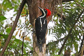 Powerful Woodpecker