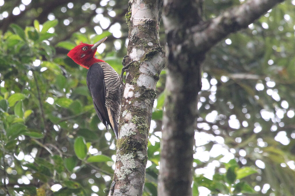 Robust Woodpecker male adult