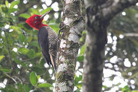 Robust Woodpecker