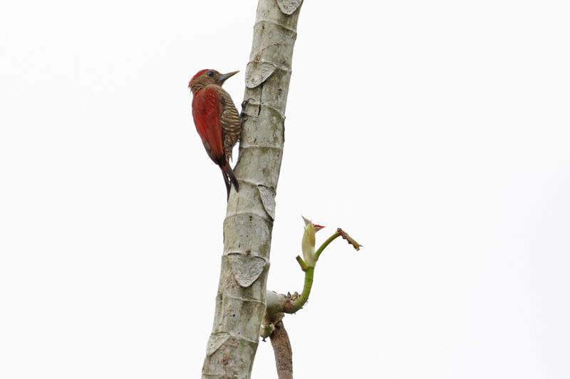 Blood-colored Woodpecker male adult