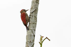 Blood-colored Woodpecker