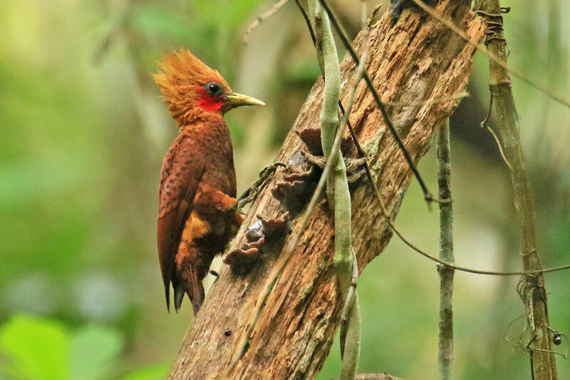 Chestnut-colored Woodpecker male adult
