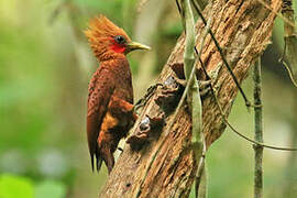 Chestnut-colored Woodpecker