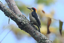 Beautiful Woodpecker